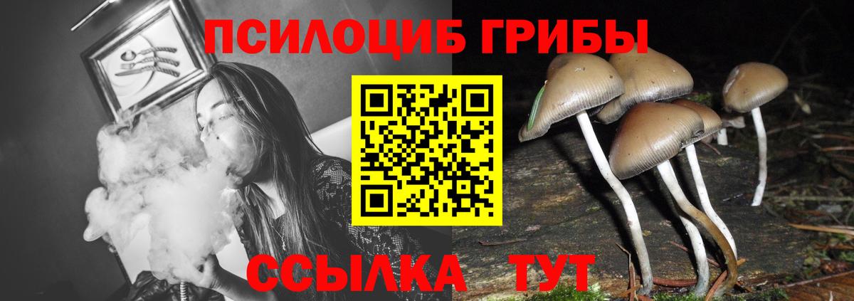 Галлюциногенные грибы прущие грибы  Псилоцибиновые грибы Psilocybe  Бердск  Вход с VPN 